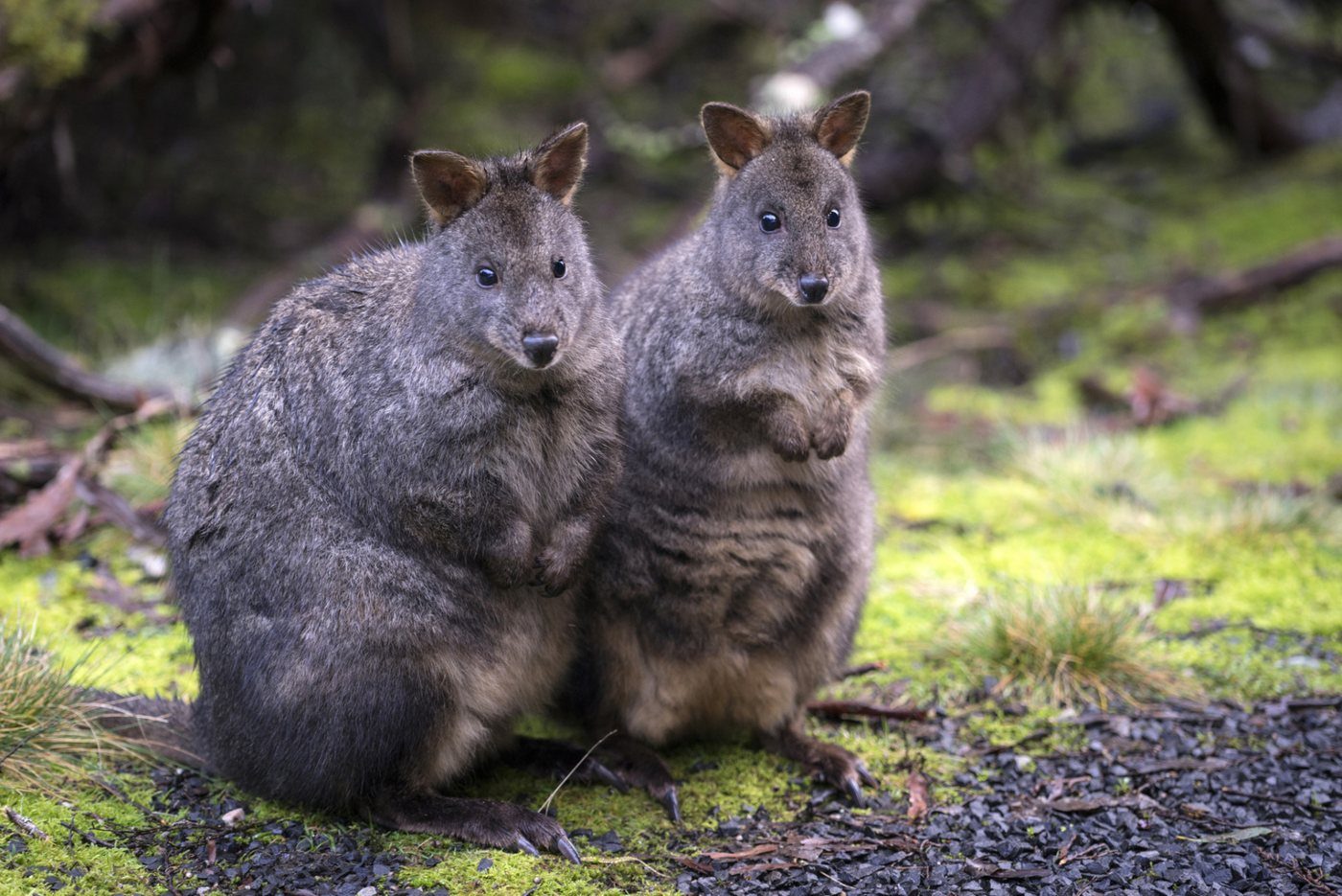 Two Tasmanian pademelons in the grass beside the walking track
