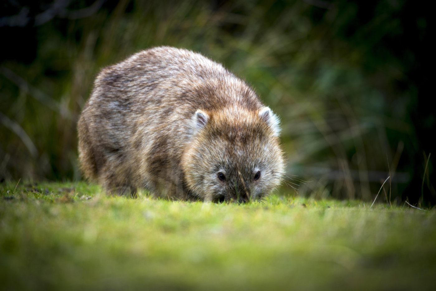 A common wombat grazing in the button grass at Cradle Mountain